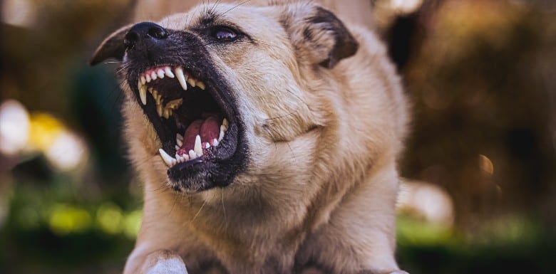 A tan dog snarling and baring its teeth aggressively, with its mouth wide open and ears back, appearing ready to bite.